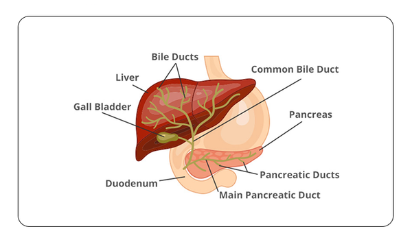 Biliary Atresia: A Silent but Serious Liver Disease in Infants
