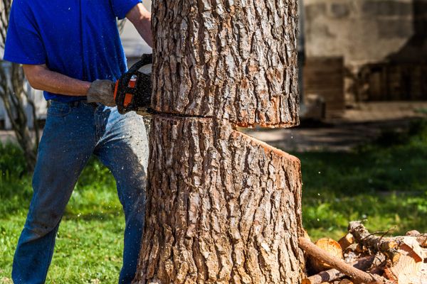 Tree Cutting Services in Nepal