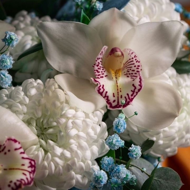 A luxury floral arrangement from Grace & Blooms in Naples, FL, with a white Phalaenopsis orchid and white chrysanthemums, representing the seasonal flower calendar.