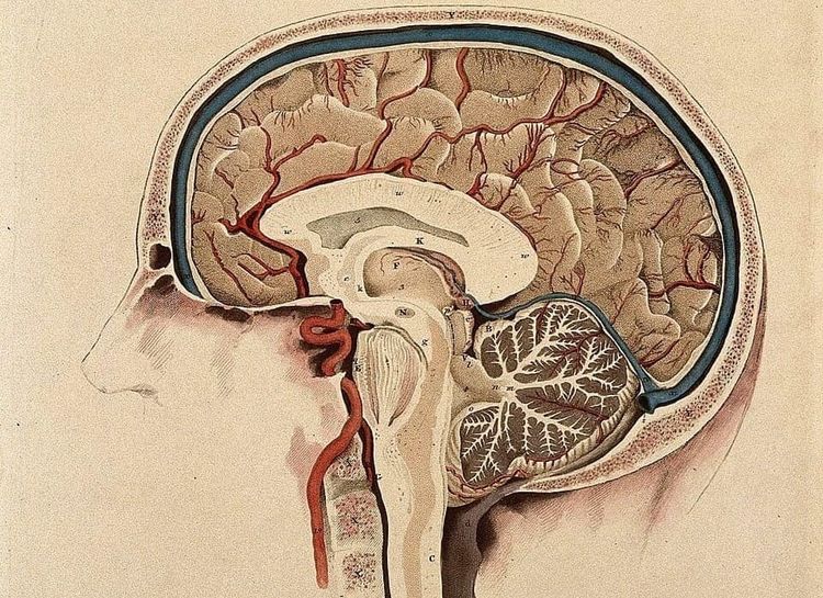 Why Humans Apologize to Objects