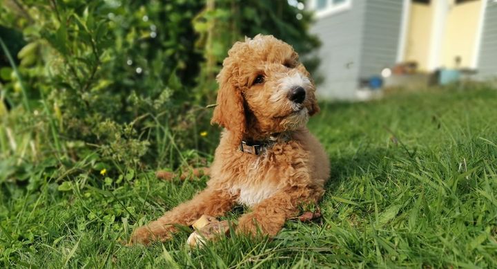 Dog’s Spare Human Holds Phone in Cold Dark Street
