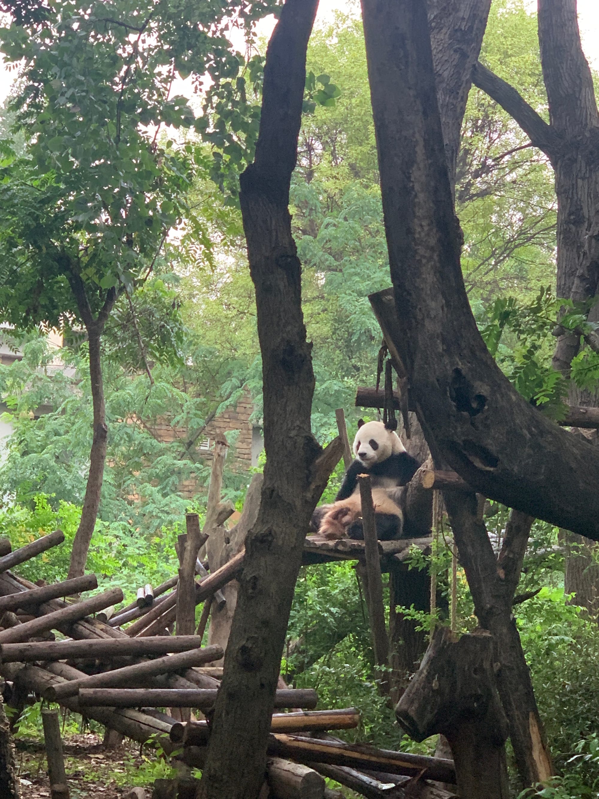 Giant panda resting at the Chengdu Panda Research Breeding Center