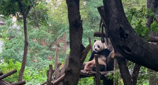 Chengdu with Kids: Best Family Activities and Tips
