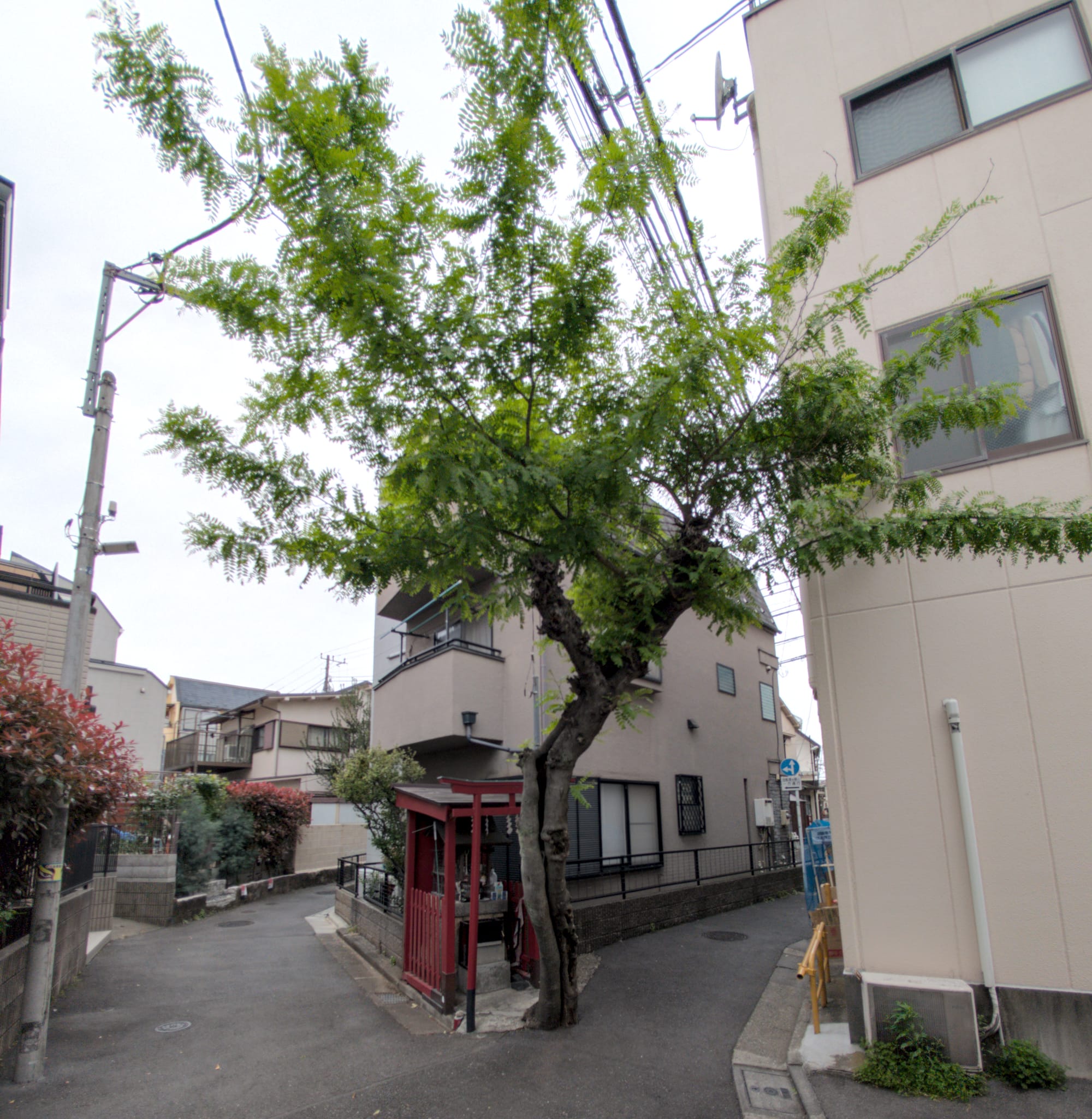 Day 19 Tokyo High and Low Wandering