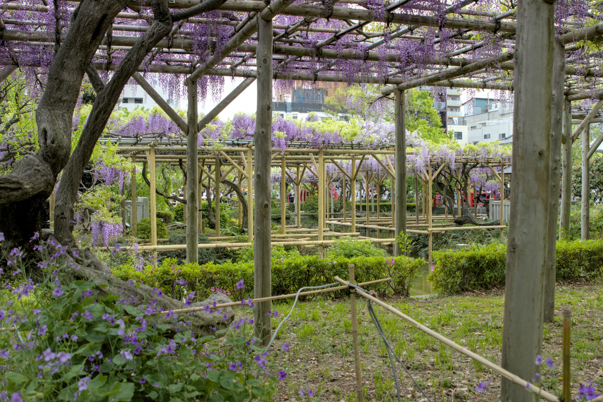 Day 19 Tokyo High and Low Wandering