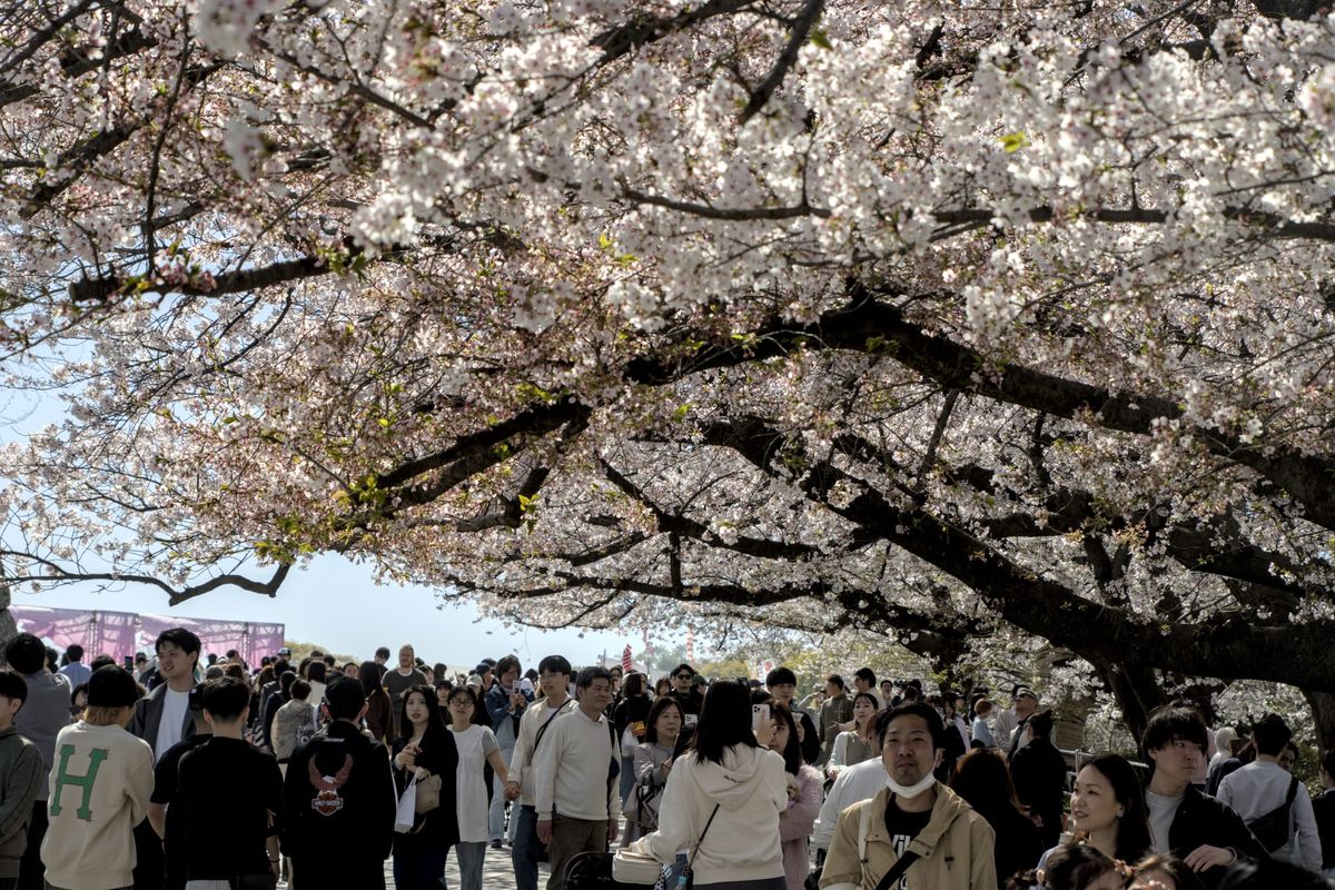 Day 5 - Fukuoka Sakura part 2