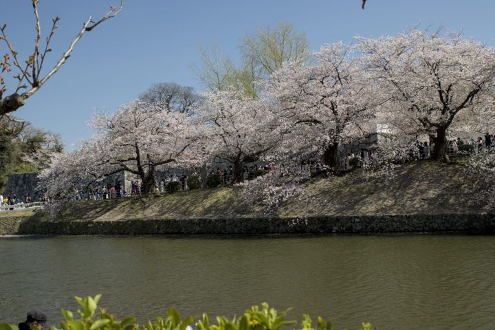 Day 5 - Sakura in Fukuoka part 1