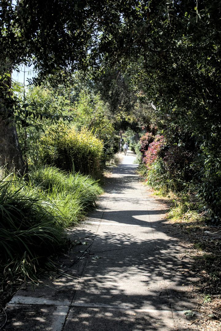 Berkeley Foothills on a Sunny Sunday - 22 Jun 2025