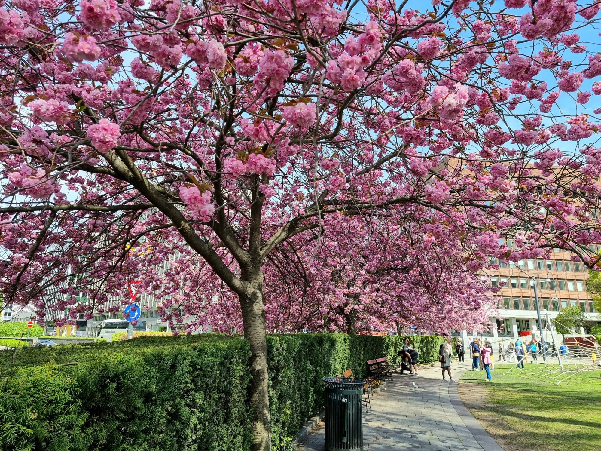 Kirsebærtre-vandring i Oslo