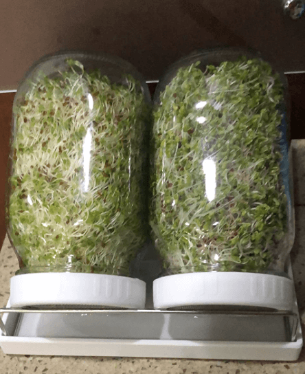 broccoli seeds for sprouting