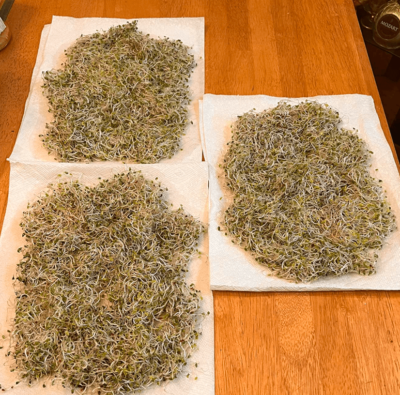 broccoli seeds for sprouting