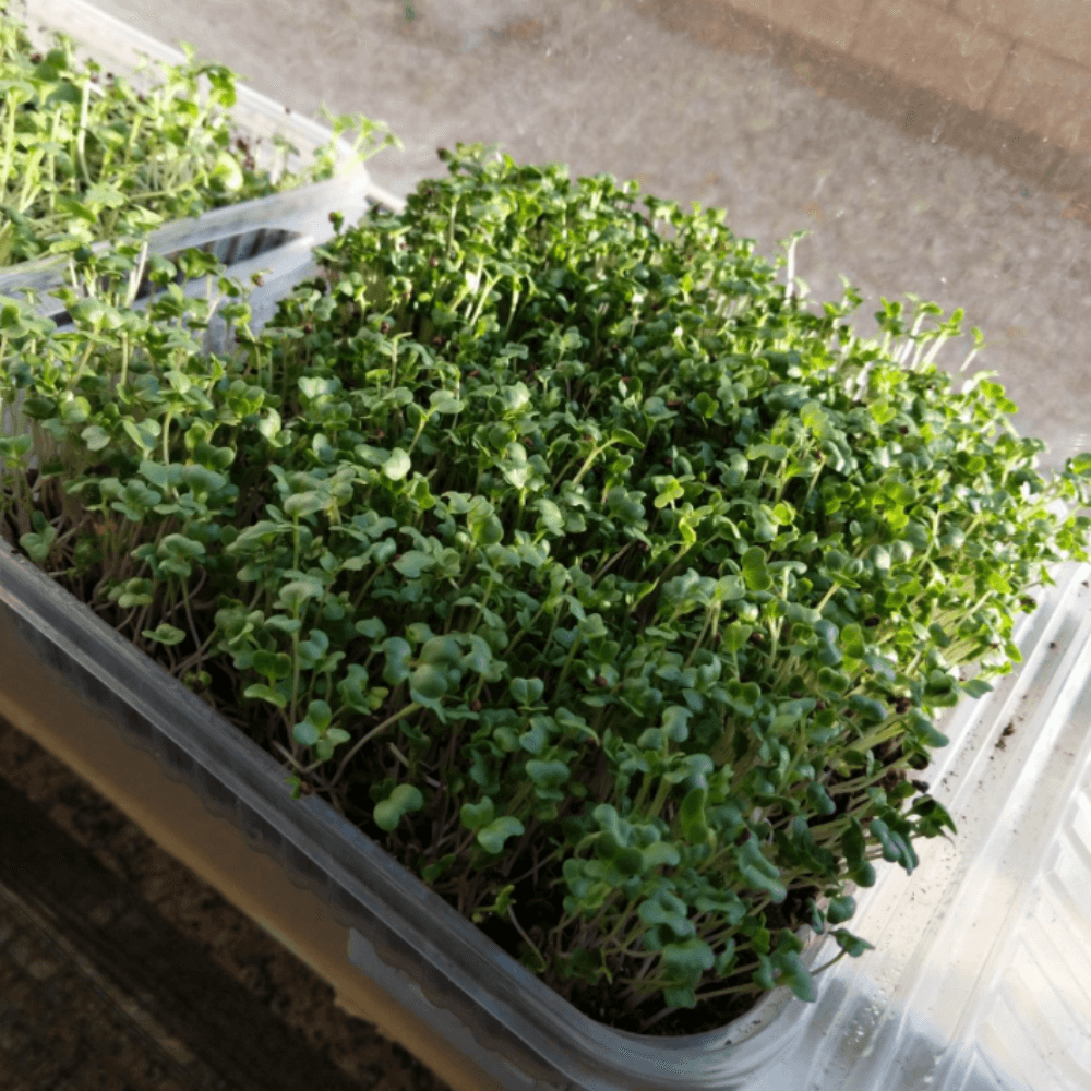 broccoli seeds for sprouting