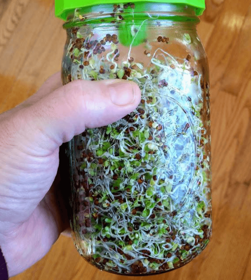 broccoli seeds for sprouting