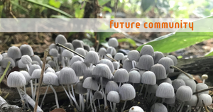 Adaptation, diversity and interdependence: Biology lessons for organizations