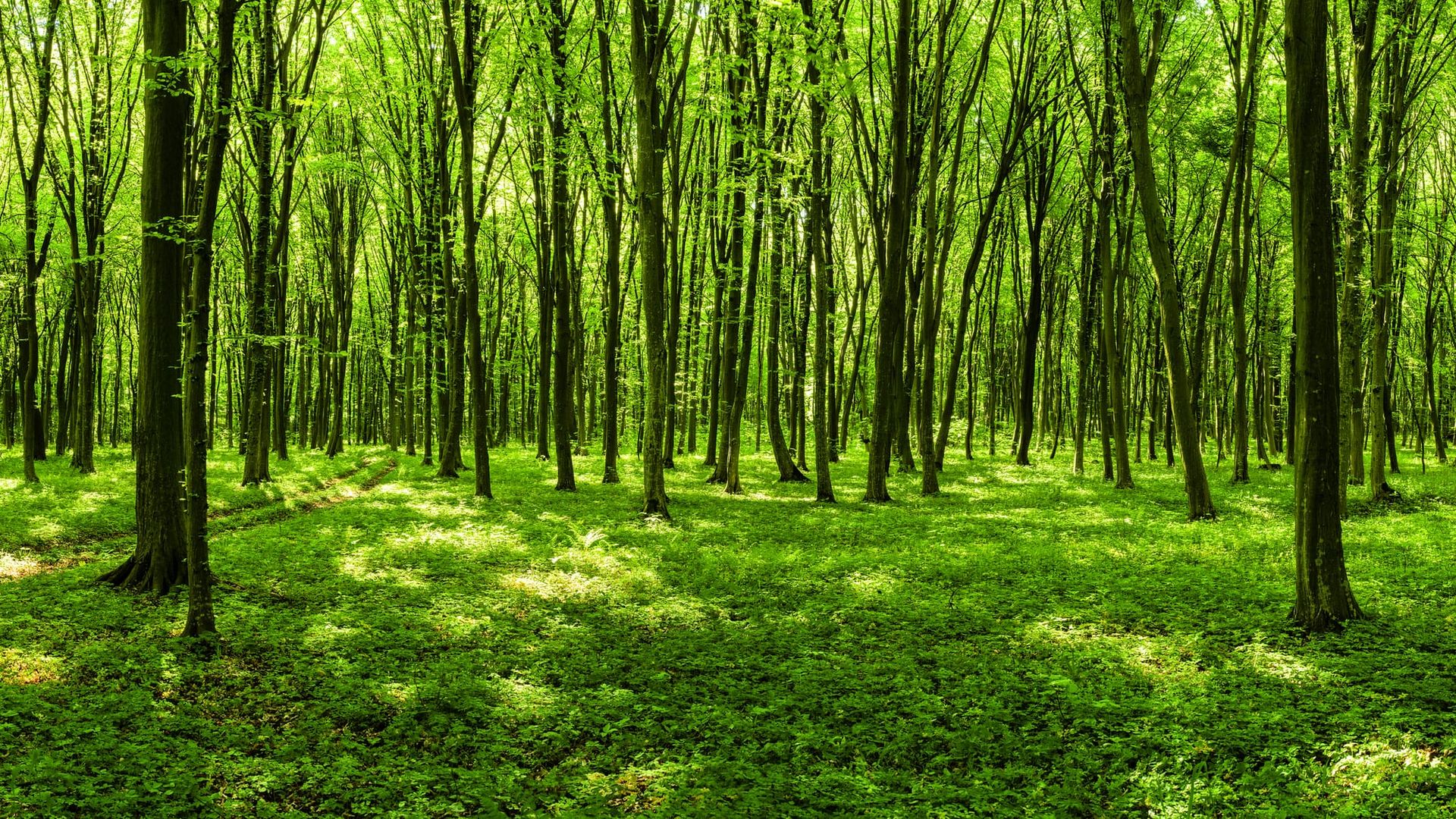 The Jig Of The Dabbled Green