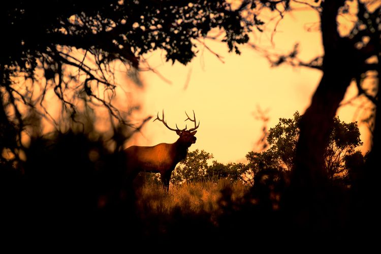 Poem: Deer at Sunset