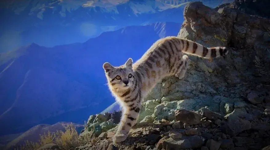 Fantasma de los Andes.