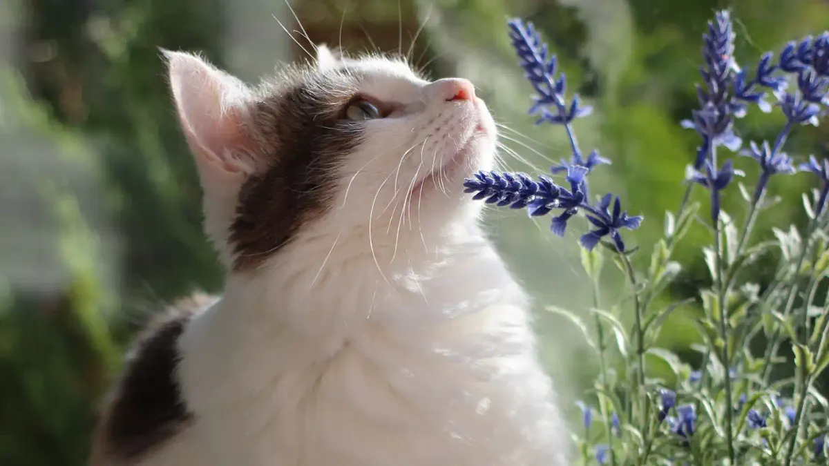 Las 10 plantas más tóxicas para los gatos