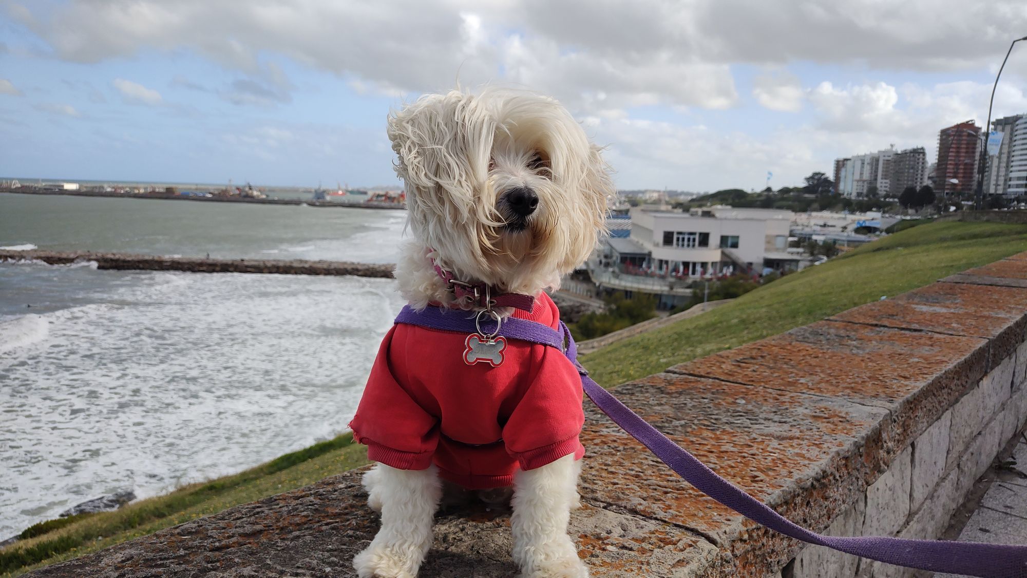 Mar del plata en un gran destino con cosas que hacer con mascotas