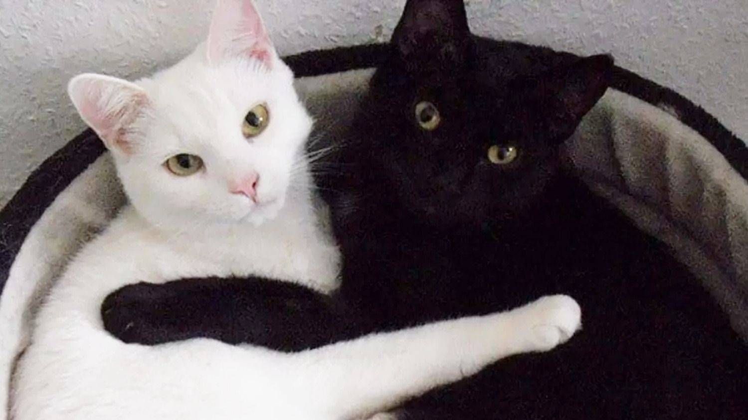 ¿Por qué los gatos negros y blancos corren peligro en Octubre? 