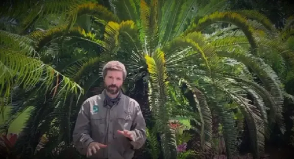 Encephalartos woodii: el organismo más solitario del mundo.