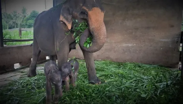 Nacen elefantes gemelos en Tailandia : “un milagro inesperado”.