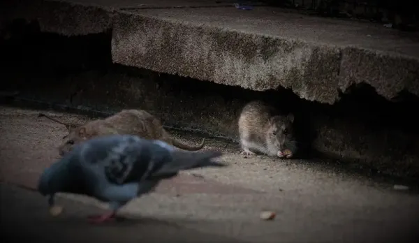 Fauna mutante en Nueva York.