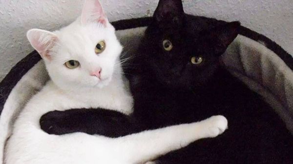 ¿Por qué los gatos negros y blancos corren peligro en Octubre? 