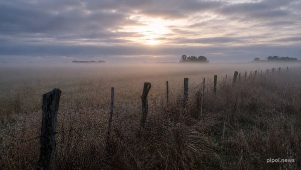 Campo pampeano al amanecer con niebla baja sobre el pastizal, un alambrado de postes de madera en primer plano y el sol filtrándose entre las nubes.