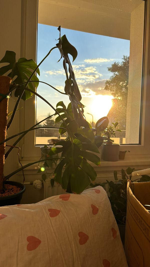 Ein Zuhause für morgen ❤️