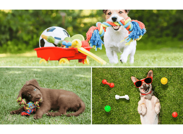 Keep Your Pups' Treasures In A Dog Toy Box