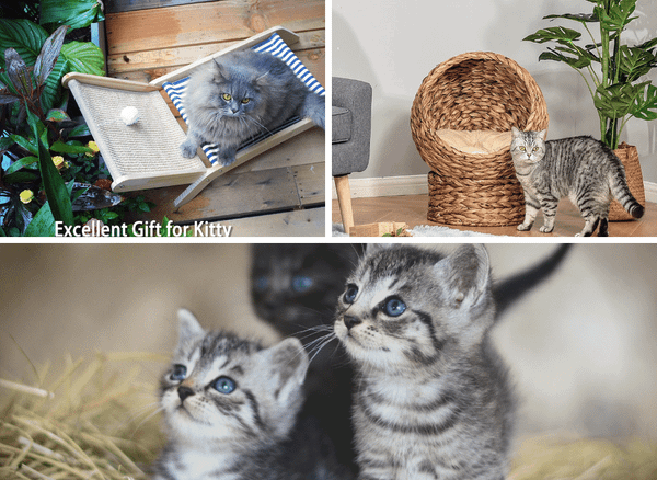 The Purr-fect Cat Chair For Your Feline Friend