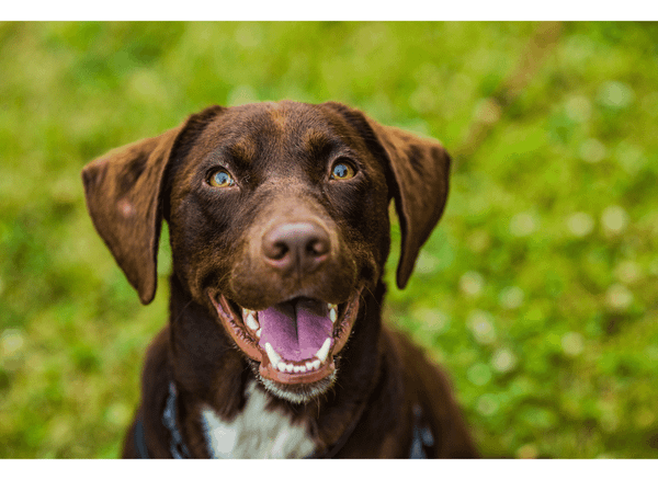 See the Clear Benefits of Allergy Eye Drops for Dogs