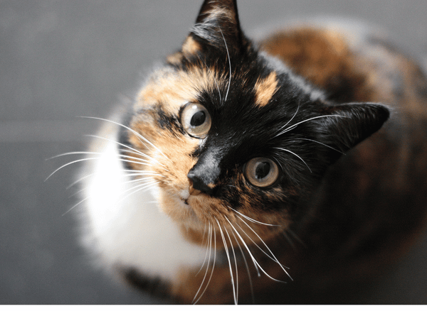 Cat Supplements For Your Feline Friend's Health