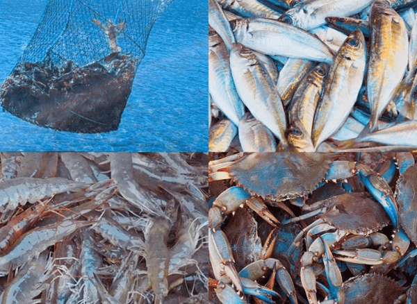 Cast a Fish Trap and Reap the Rewards