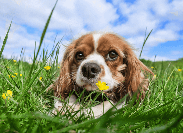 Allergy Supplements For Dogs That Can Help!