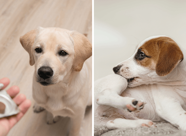 Say Goodbye to Fleas With Flea Pills for Dogs!