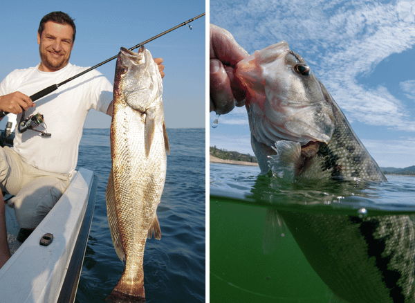 Removing Fish Hooks with Ease: Grab a Fish Hook Remover Tool