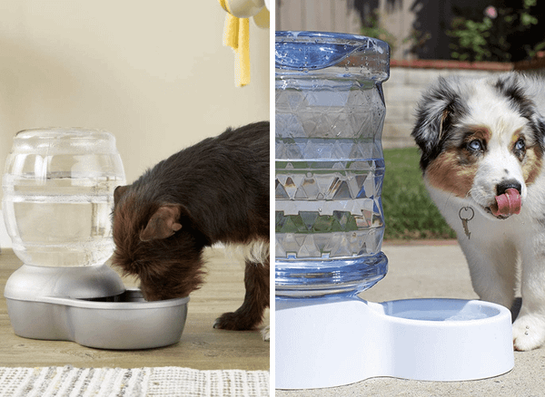 Rehydrate Your Furry Friend With A Dog Water Dispenser