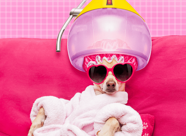 Dry Your Dog's Fur with Ease – The Dog Hair Dryer!