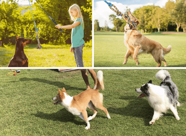Chasing the Fun with a Flirt Pole for Dogs!