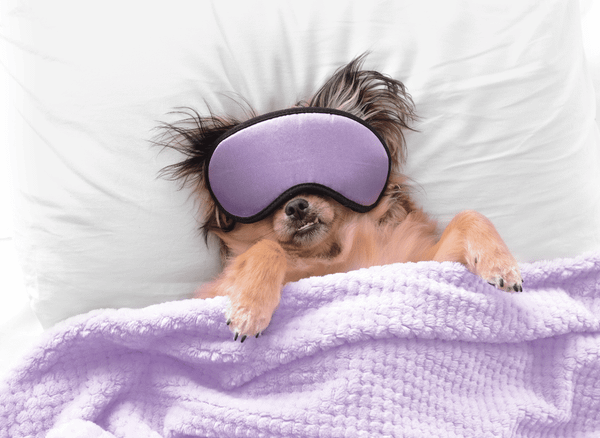 Stay Warm and Cozy with a Heated Dog Bed