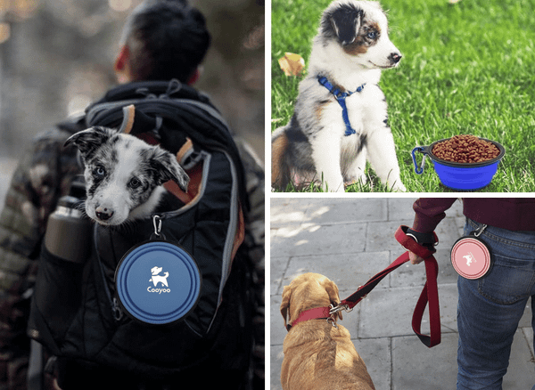 A Collapsible Dog Bowl  For Your Pup's On-the-go Needs