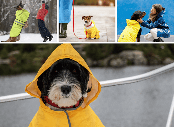 Rain or Shine, Your Pup Will Be Fine With A Dog Raincoat