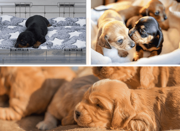 Choosing The Right Puppy Incubator For Newborns