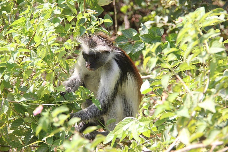 Eating raw Colobus Monkey meat helped Dr. Richard Wrangham advanced in his field of research. (source: Alta Obscura)