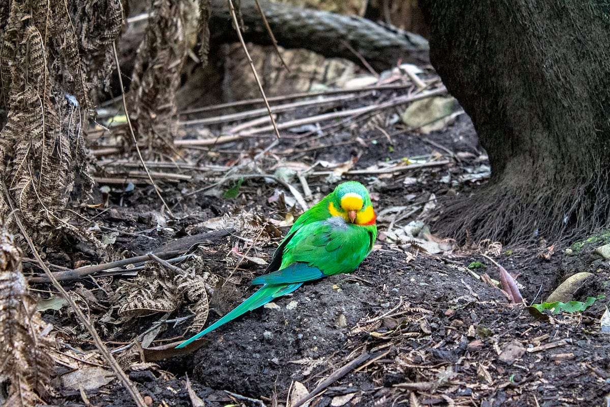 From Aza Raskin and Earth Species Project: Many animals have names that they will call each other by, sometimes even in the third person. Parrot parents will spend the first couple of weeks of their chick’s lives leaning over and whispering into each of their individual children’s ears, a unique name. And the children will sort of babble back until they can get it, and they will use that unique name for the rest of their lives. (image source: Yeo)