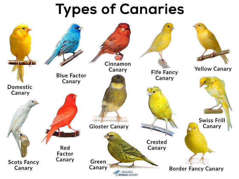 Although the canary started out as a yellowish-green bird, its iconic yellow colour eventually became a popular mainstream choice as a pet. (image source: Singing Wings Aviary)