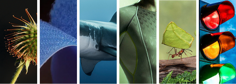 Biomimicry: a practice that studies nature’s best ideas and then imitates these designs and processes to solve human problems