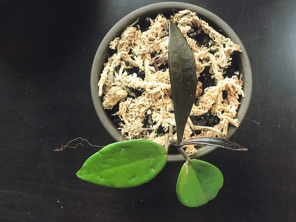 This plant confuses me. I received it as a cutting. Its newest leaves are a dark brown instead of green! 🤔